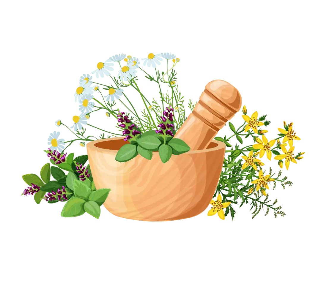 Natural herbs and botanicals used in holistic wellness care